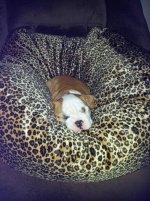 Lola first year 072.jpg Lola first year 072.jpg