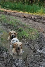 Some_Mud_Dogs.webp