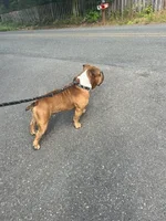 Looking at other dogs.webp