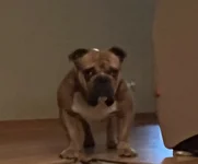 No walk.webp