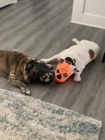 Dutch and Tater.webp