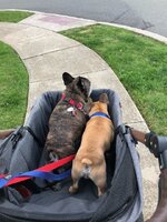 Cheli cubs in stroller.jpg