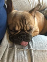 Cubby tippy tongue.webp Cubby tippy tongue.webp