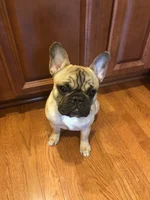 Cubby waiting his turn to eat.webp Cubby waiting his turn to eat.webp