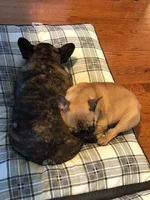 cubs and cheli on pillow.webp cubs and cheli on pillow.webp