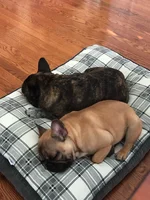 sleeping babies.webp sleeping babies.webp