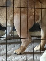 IMG_0991.jpeg