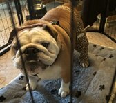 IMG_4218.jpeg