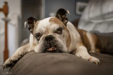 Ellie - 1.2 (1).webp