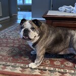 IMG_3771.jpeg