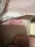 IMG_2340.jpeg
