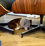 IMG_4279.jpeg