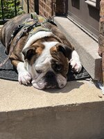 IMG_3767.jpeg