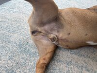 IMG_0026.jpeg
