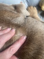 IMG_4593.jpeg