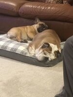 IMG_0513.jpeg