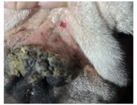 nose rope sore.webp