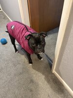 IMG_0184.jpeg