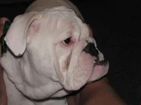 kattie 285.webp