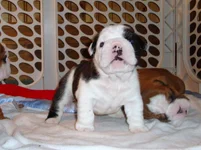 pebble johnny puppies 17 days 015.webp