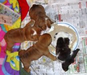 pebble johnny puppies 17 days 044.jpg