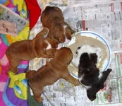 pebble johnny puppies 17 days 044.webp