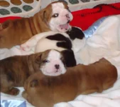 pebble johnny puppies 17 days 006.webp