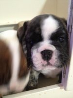Seamus 5 weeks 2.jpg Seamus 5 weeks 2.jpg