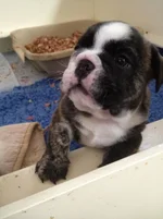Seamus 5 weeks 3.webp