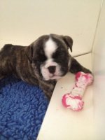 Seamus 5 weeks.jpg Seamus 5 weeks.jpg