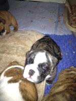 Seamus 5 weeks4.jpg Seamus 5 weeks4.jpg