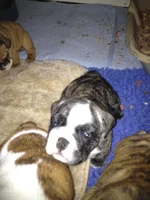 Seamus 5 weeks4.webp