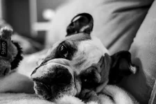 Ellie Mae 2.webp