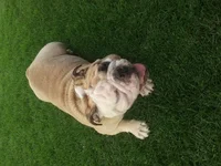 Rampage on the grass.webp