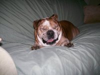dozer smiling.jpg