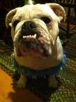 GIO photo-14.webp