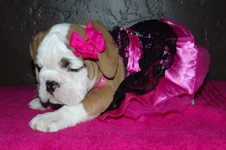 Lola first year 101.webp