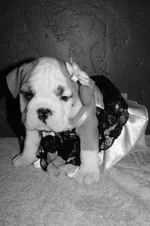Lola first year 102.webp