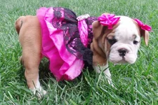Lola first year 113.webp