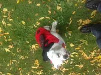 image.webp