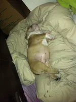 banksysleeps.webp
