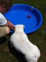 pool2.webp