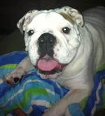 winston1.webp