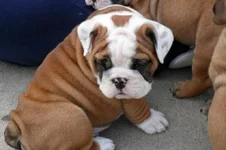 waylon.webp