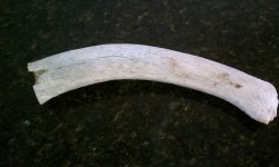 Antler1.jpg