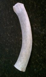 antler3.jpg