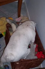 Toy Box.webp