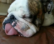 Truman.webp
