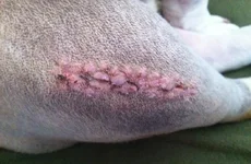 6-1-12-stitches-out.webp 6-1-12-stitches-out.webp