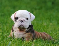 Baby Boudreau.webp